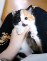 Munchkin Cat image 2